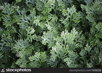 Jungle green leaves in tropical garden, stock photo