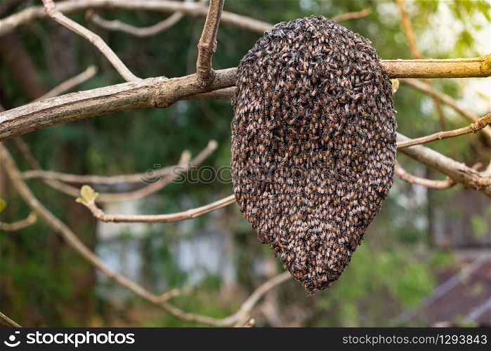 Jungle honeycomb on a tree branch in the forest, The MIM honey bee has the scientific name Apis florea