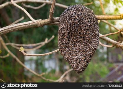 Jungle honeycomb on a tree branch in the forest, The MIM honey bee has the scientific name Apis florea