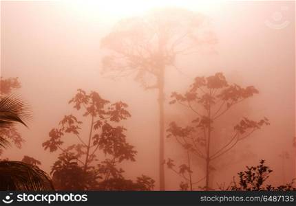 Jungle in Costa Rica. Misty Rainforest in Costa Rica, Central America