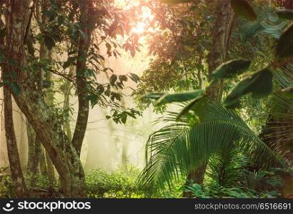 Jungle in Costa Rica. Misty Rainforest in Costa Rica, Central America
