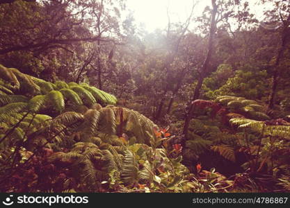 Jungle in Hawaii