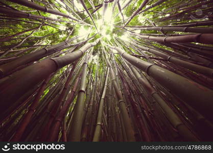 Jungle in Hawaii