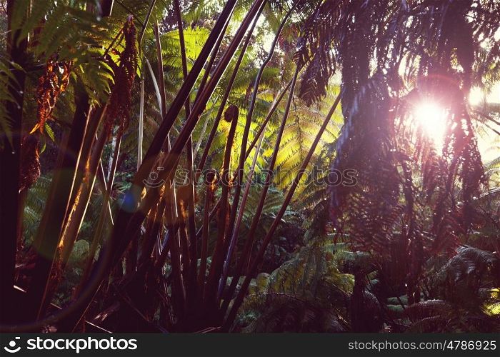 Jungle in Hawaii