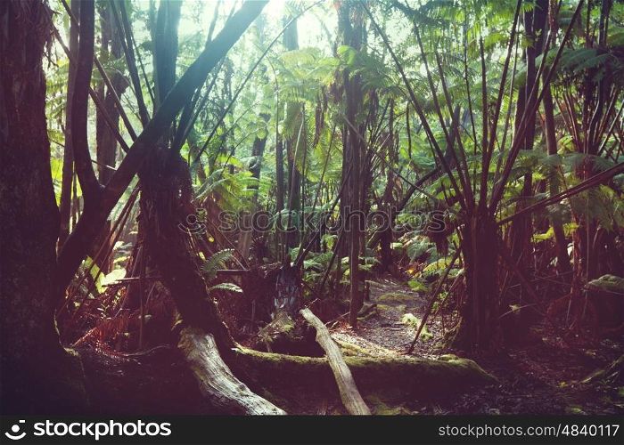 Jungle in Hawaii