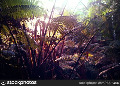 jungle in Hawaii