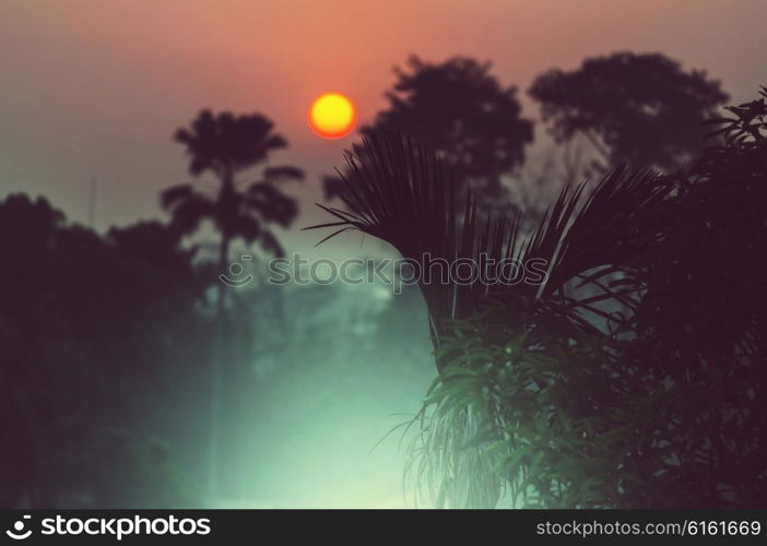 Jungle in Himalaya mountains,Nepal