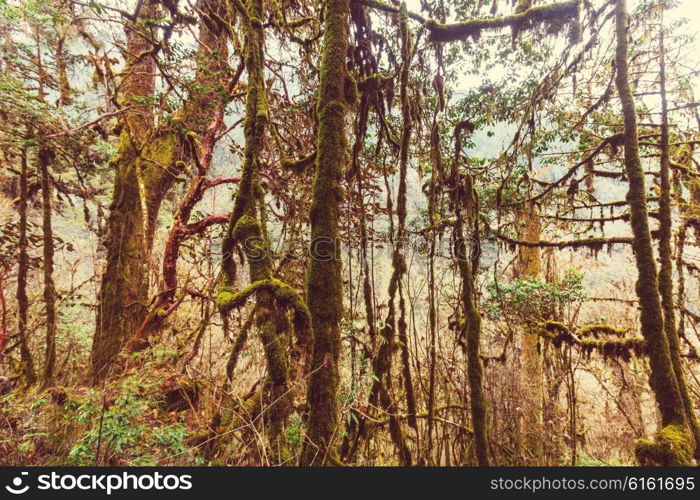 Jungle in Himalaya mountains, Nepal