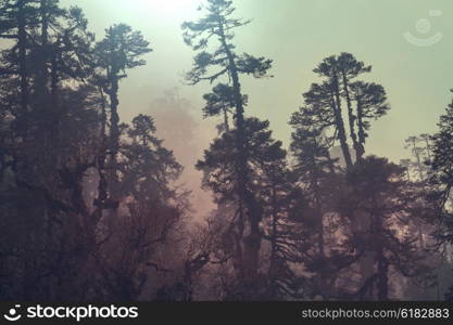 Jungle in Himalaya mountains, Nepal