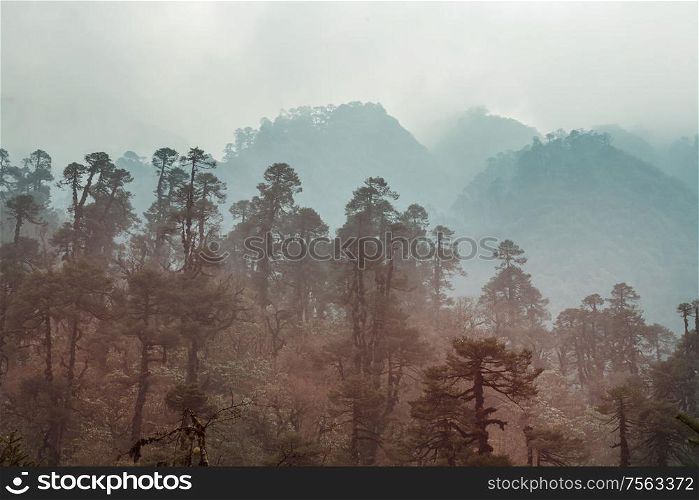 Jungle in Himalaya mountains, Nepal