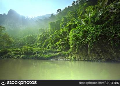 jungle in Vietnam