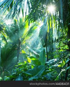 jungle in Vietnam