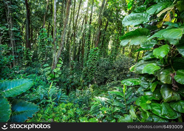 Jungle. Jungle in Hawaii