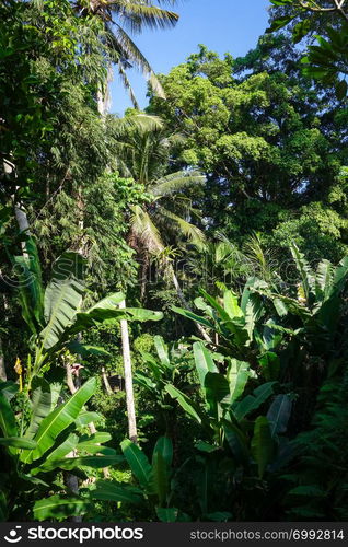 Jungle landscape in Goa Gajah elephant cave, Bedulu, Ubud, Bali, Indonesia. Jungle landscape in Goa Gajah elephant cave, Ubud, Bali, Indonesia