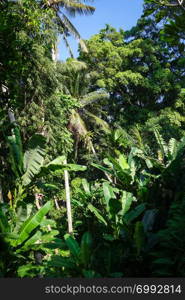 Jungle landscape in Goa Gajah elephant cave, Bedulu, Ubud, Bali, Indonesia. Jungle landscape in Goa Gajah elephant cave, Ubud, Bali, Indonesia