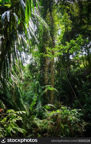 Jungle landscape in the sacred Monkey Forest, Ubud, Bali, Indonesia. Jungle landscape in the Monkey Forest, Ubud, Bali, Indonesia
