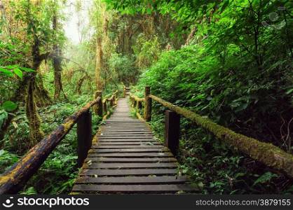 Jungle landscape. Wooden bridge at misty tropical rain forest. Travel background at Doi Inthanon Park, Thailand
