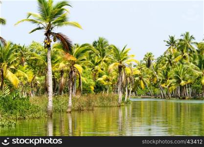 Jungle of Kerala backwaters - a chain of brackish lagoons and lakes lying parallel to the Arabian Sea coast in Kerala, southern India