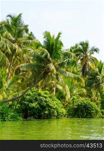 Jungle of Kerala backwaters - a chain of brackish lagoons and lakes lying parallel to the Arabian Sea coast in Kerala, southern India