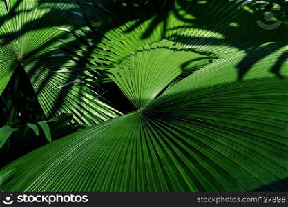 Jungle plant tropical palm leaves, stripes from nature.. Palm leaves texture background.