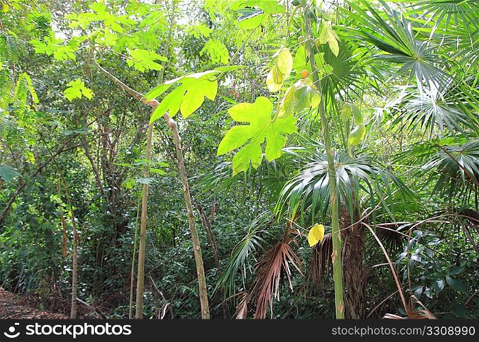 jungle rainforest atmosphere green background central America