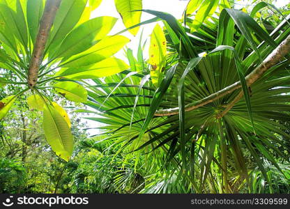 jungle rainforest atmosphere green background central America