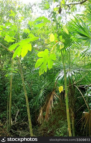 jungle rainforest atmosphere green background central America