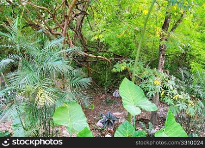 Jungle rainforest Yucatan Mexico Central America plants