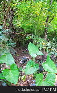 Jungle rainforest Yucatan Mexico Central America plants