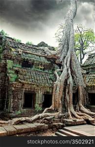 Jungle tree covering the stones of the temple of Ta Prohm in Angkor Wat (Siem Reap, Cambodia)