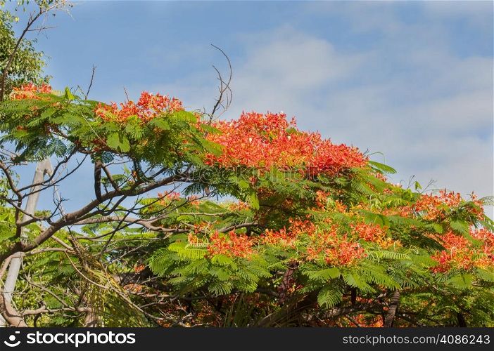 jungle tree with red flowers