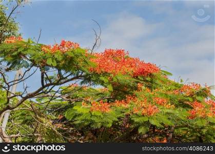 jungle tree with red flowers