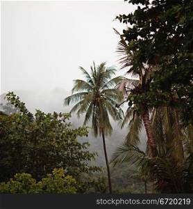 jungle under strong rain, Thailand, Andaman Shore