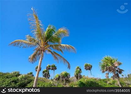 Jungle with palms and sky. Copyspace
