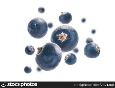 Juniper berries levitate on a white background.. Juniper berries levitate on a white background