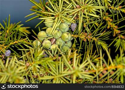 juniper berries, ripe and unripe