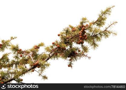 Juniper branch on the white background (Juniperus communis)
