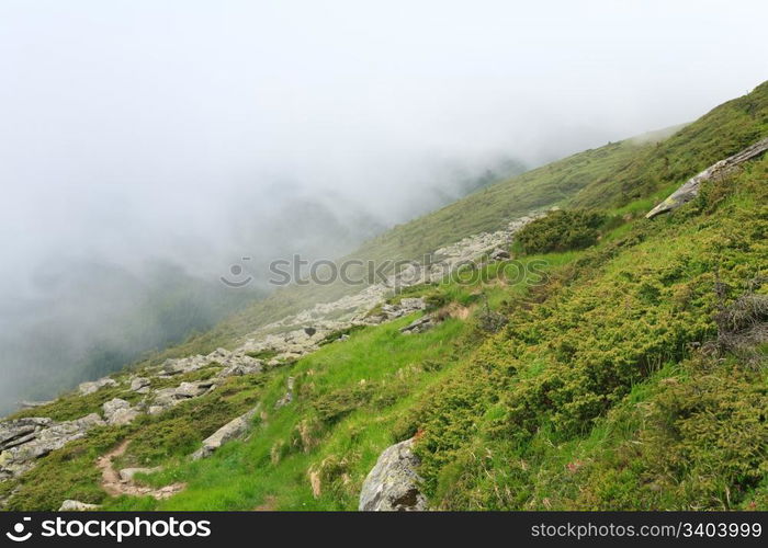 juniper bush and large stones on summer mountainside (Ukraine, Carpathian Mountains)