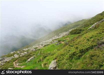 juniper bush and large stones on summer mountainside (Ukraine, Carpathian Mountains)