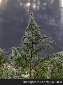 Juniper bush. Spider net. Dewdrops hanging like pearls on this web in the early morning.