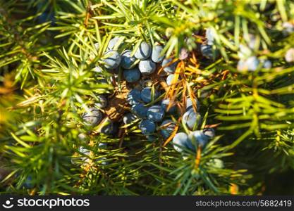 Juniper on the bush. Close up berries in the forest