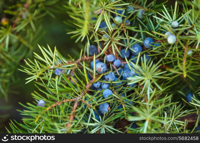 Juniper on the bush. Close up berries in the forest