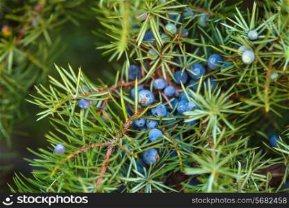 Juniper on the bush. Close up berries in the forest