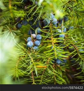 Juniper on the bush. Close up berries in the forest. Juniper berries