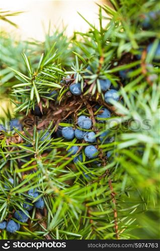 Juniper on the bush. Close up berries in the forest. Juniper berries