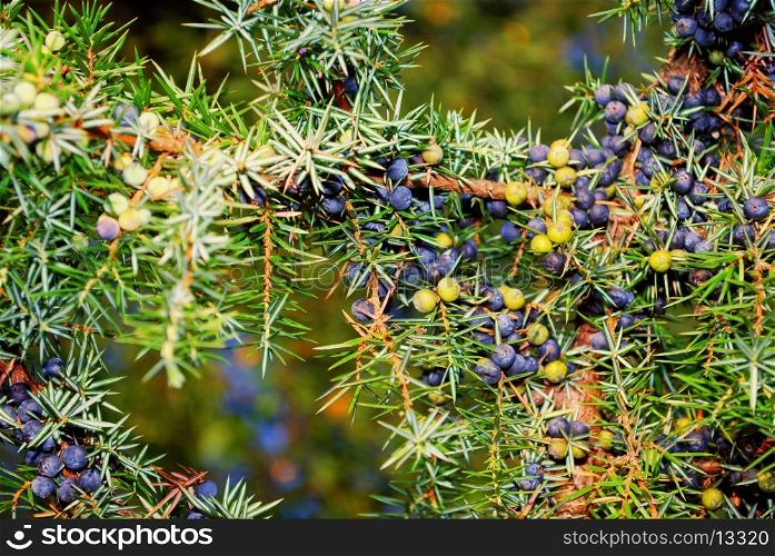 juniper's berry in the forest