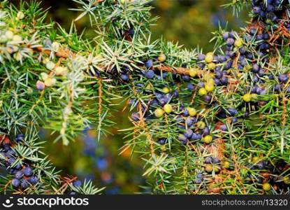 juniper's berry in the forest