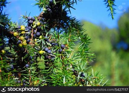 juniper&rsquo;s berry in the forest