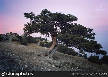 Juniper tree at sunset. Crimea, Ukraine