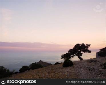 Juniper tree at sunset. Crimea, Ukraine